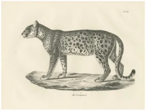 Leopard in Standing Pose, 1836, Lithograph