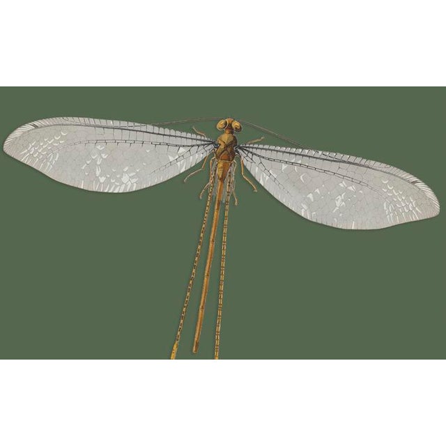 The series was produced by CFA editions from original pochior prints by E.A. Seguy. The series of insects that Seguy...