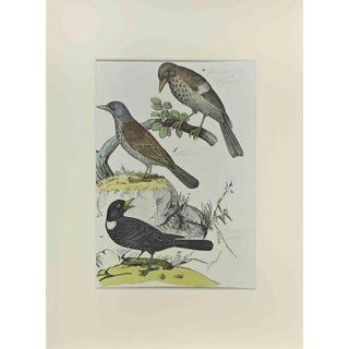 Johann Friedrich Naumann, Thrush, Etching, 1840 For Sale