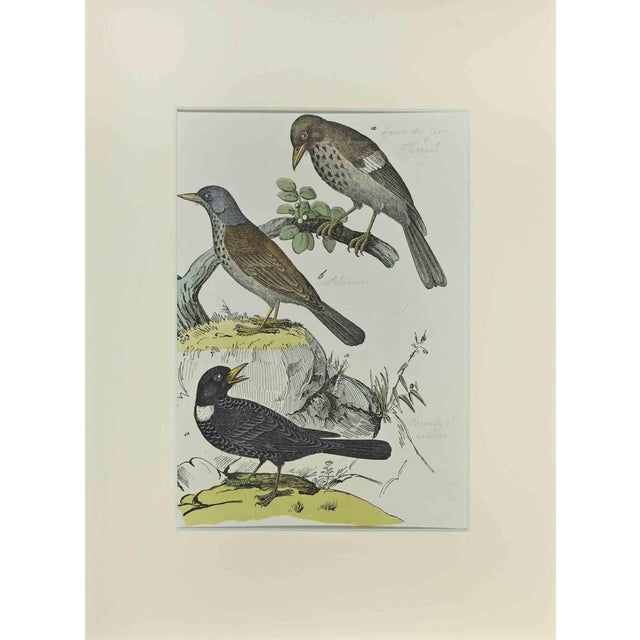 Johann Friedrich Naumann, Thrush, Etching, 1840 For Sale