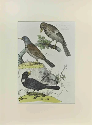 Johann Friedrich Naumann, Thrush, Etching, 1840