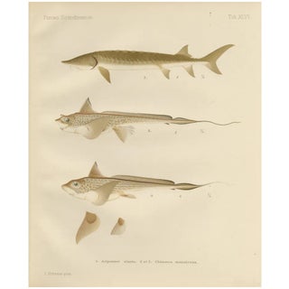 Scandinavian Sturgeon and Chimaera, 1895, Paper For Sale