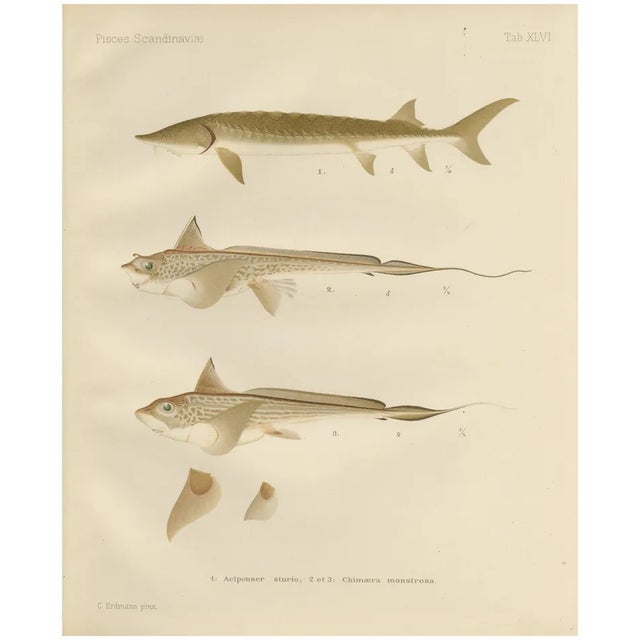 Scandinavian Sturgeon and Chimaera, 1895, Paper For Sale