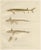 Scandinavian Sturgeon and Chimaera, 1895, Paper For Sale