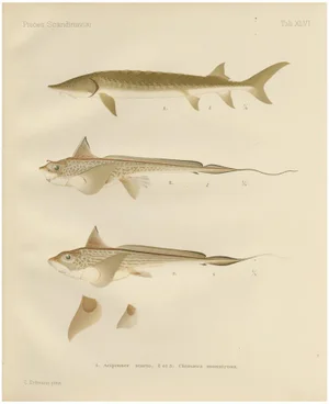 Scandinavian Sturgeon and Chimaera, 1895, Paper