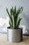 Large Loto Planter in Stainless Steel by Form & Eisen For Sale - Image 12 of 18