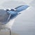 Wood Blue Jay by Susan McDonnell | Oil on Panel Bird on Rock Painting For Sale - Image 7 of 9