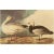 1966 Vintage Cottage XL Print "Snow Goose" After John James Audubon For Sale - Image 9 of 11