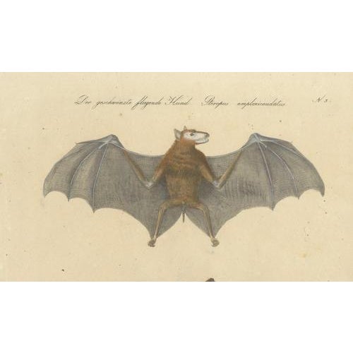 Karl Joseph Brodtmann, Flying Fox Bat, 1816, Lithograph For Sale - Image 4 of 9