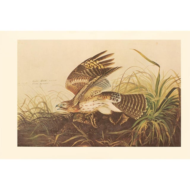 1960s 1966 Vintage Farmhouse Cottage XL Print "Winter Hawk & Bull Frog" After John James Audubon For Sale - Image 5 of 9