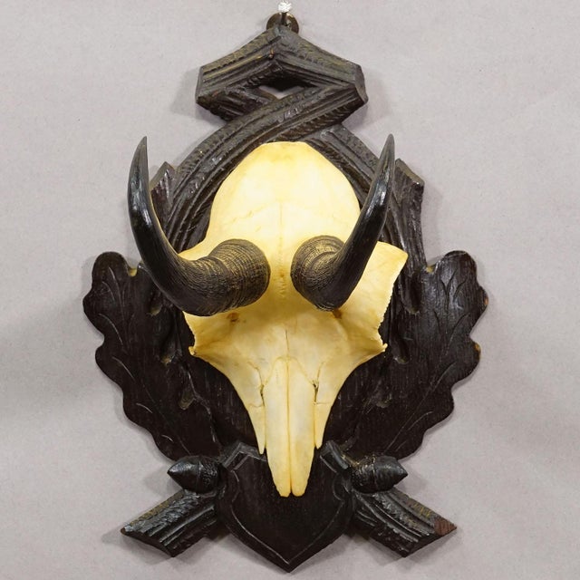 Antique Chamois Trophy on Carved Plaque, Germany Ca. 1930s For Sale - Image 4 of 5