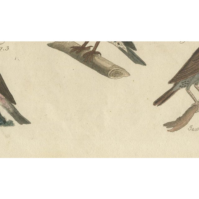 19th Century Bertuch, Thrushes, Blackbird and Ring Ouzel, 1805, Print For Sale - Image 5 of 12