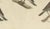 19th Century Bertuch, Thrushes, Blackbird and Ring Ouzel, 1805, Print For Sale - Image 5 of 12
