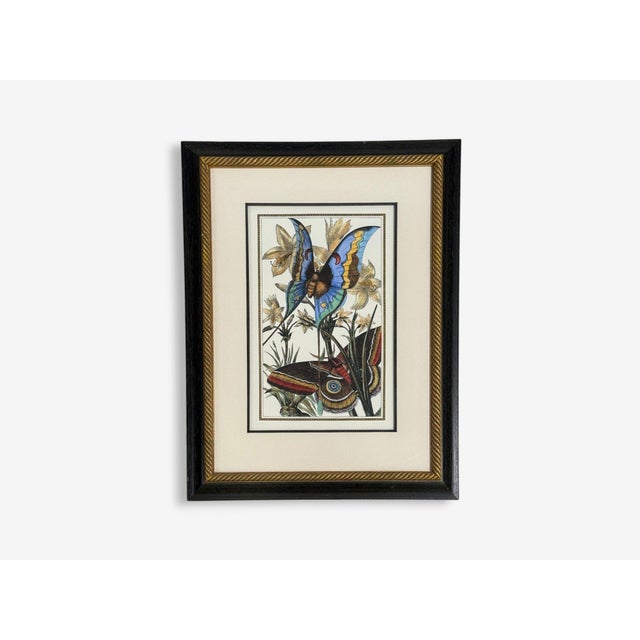 Victorian Style, Framed Butterfly Prints, Gilt, Painted Wood, Usa, 20th C. For Sale In New York - Image 6 of 12