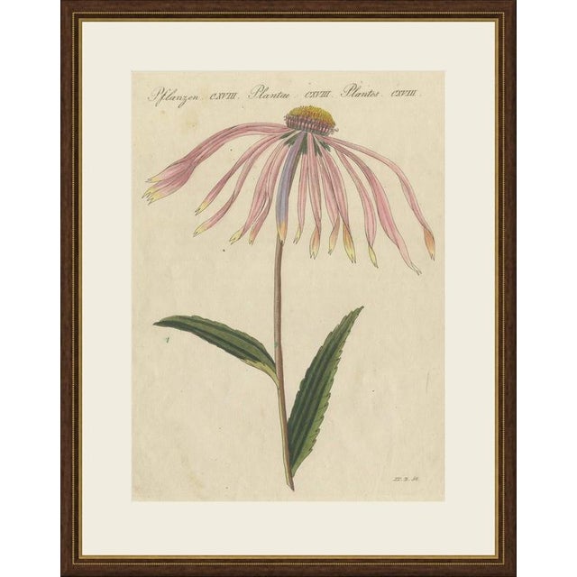 This antique botanical print from bertuch's bilderbuch shows the purple coneflower, echinacea purpurea, a single elegant...