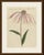 This antique botanical print from bertuch's bilderbuch shows the purple coneflower, echinacea purpurea, a single elegant...