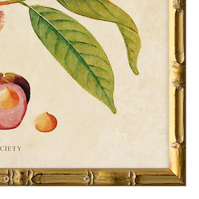 2020s Reproduction Giclee Print of Vintage Fruit & Flowers (3) Art Print, Framed For Sale - Image 5 of 6