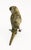 Art Nouveau Viennese Bronze Parakeet, 1890s For Sale - Image 4 of 5