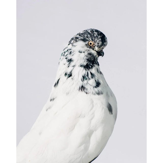 Contemporary Limited Edition English Long Faced Tumbler Pigeon Print by Brendan Burden (40x50") For Sale