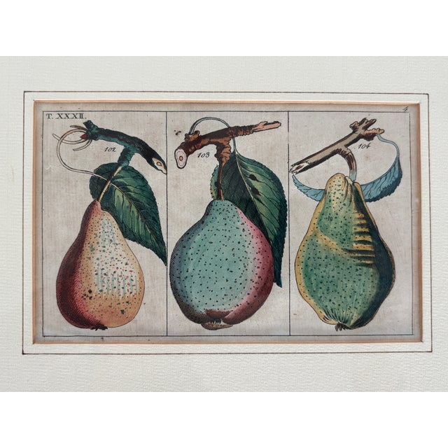 Antique German Hand Colored Botanical (Fruit) Engravings in Gilt Frames, Set of 4 For Sale - Image 9 of 12