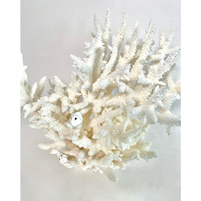 Rare Natural Staghorn Coral Specimen For Sale In Los Angeles - Image 6 of 6
