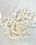 Rare Natural Staghorn Coral Specimen For Sale In Los Angeles - Image 6 of 6