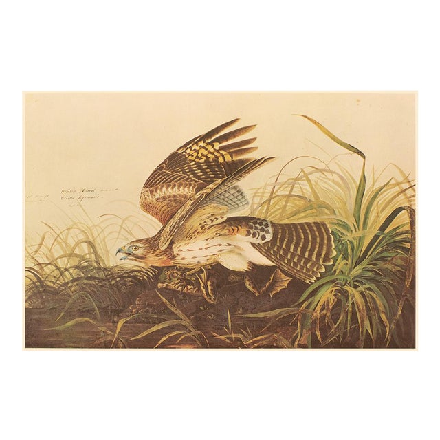 1966 Vintage Farmhouse Cottage XL Print "Winter Hawk & Bull Frog" After John James Audubon For Sale - Image 9 of 9