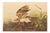 1966 Vintage Farmhouse Cottage XL Print "Winter Hawk & Bull Frog" After John James Audubon For Sale - Image 9 of 9