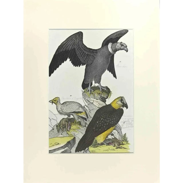 Johann Friedrich Naumann, Condor, Etching, 1840 For Sale - Image 3 of 3