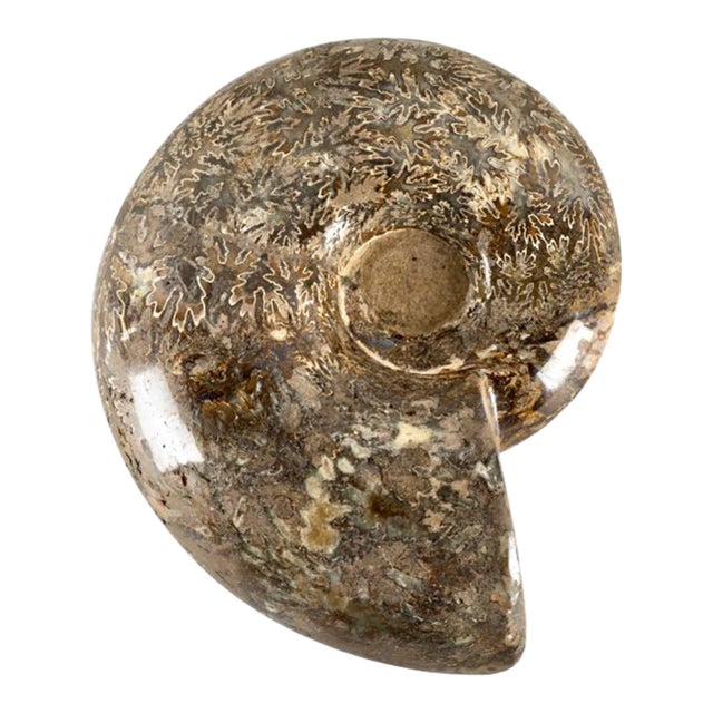 Large Ammonite Fossil Specimen For Sale