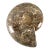 Large Ammonite Fossil Specimen For Sale