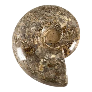 Large Ammonite Fossil Specimen