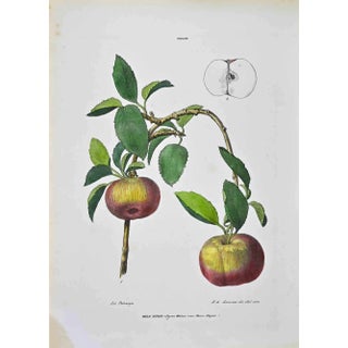Vincenzo Tenore, The Pomacae, Lithograph, 1870s For Sale
