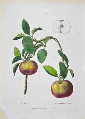 Vincenzo Tenore, The Pomacae, Lithograph, 1870s