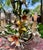 Vintage 1960’s Italian Hand Painted Polychrome 5 Arm Metal Tole Chandelier With Lilies For Sale - Image 4 of 12