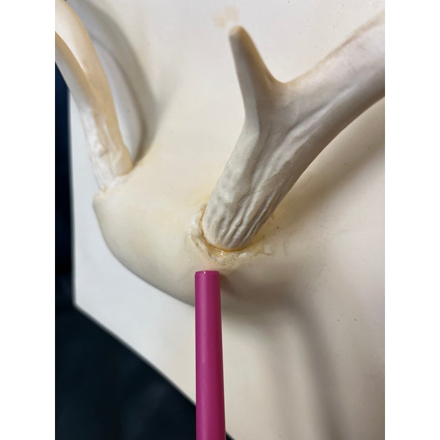 Early 21st Century Early 21st Century Erich Ginder White Cast Ghost Antler Coat Rack Wall Art For Sale - Image 5 of 11