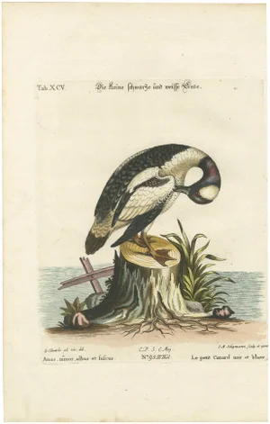 After George Edwards, Small Black and White Duck, 1770, Print
