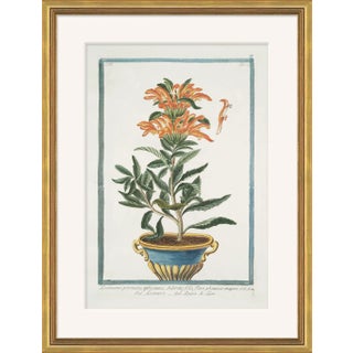 Hortus Romanus 1772-1793 XII Framed Art Print For Sale