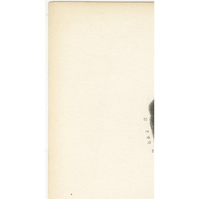Hirschfeld and Leveille, the Nervous System of the Whole Body, Hirschfeld Double Folding Plate, 1866, Paper For Sale - Image 6 of 12