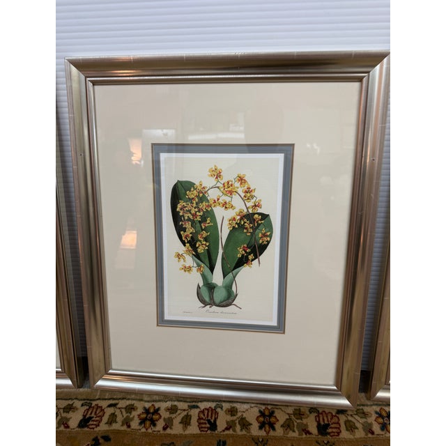 Early 21st Century Yellow Botanical Art Prints, Set of Three For Sale - Image 5 of 12
