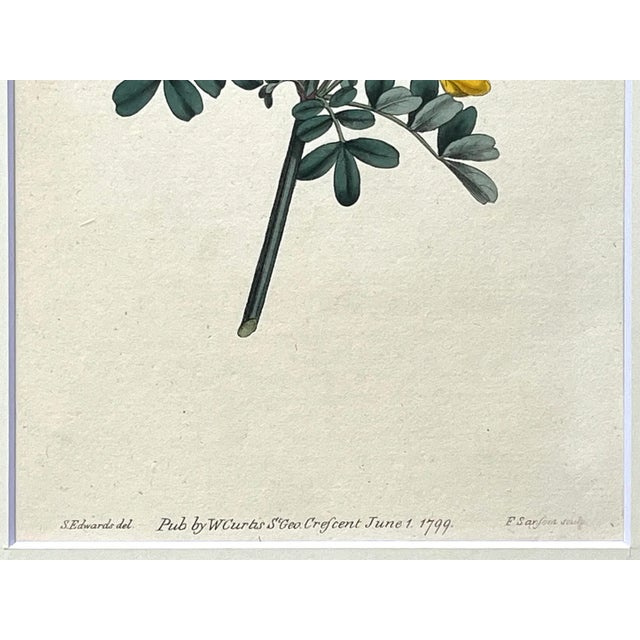 Late 18th Century Antique Original Hand Colored Curtis Yellow and Red Floral Botanical Etching 1799 For Sale - Image 5 of 5