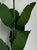 This vintage six-arm chandelier is crafted from metal in the whimsical form of banana leaves, striking a playful yet...