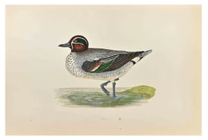 Alexander Francis Lydon, Teal, Woodcut Print, 1870