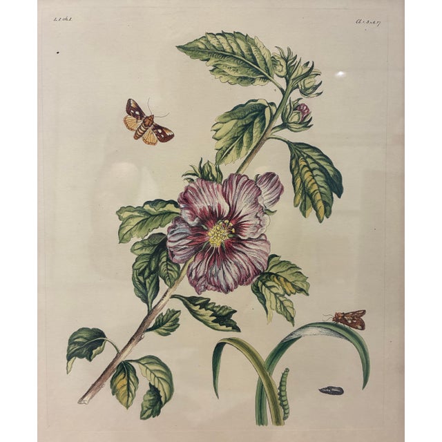 A beautifully detailed vintage natural history print featuring a flowering hibiscus branch accompanied by delicate moths,...