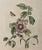 A beautifully detailed vintage natural history print featuring a flowering hibiscus branch accompanied by delicate moths,...