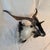 Animal Skin Black Catalina Goat Taxidermy Shoulder Mount For Sale - Image 7 of 9
