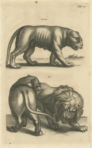 Johnston, Lion and Lioness, 1657, Print