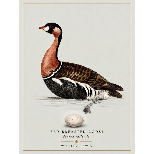 Paper Boutique Archival William Lewin "Waterbirds & Waders" Prints - Set of 15 (8" X 10") For Sale - Image 7 of 18