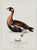 Paper Boutique Archival William Lewin "Waterbirds & Waders" Prints - Set of 15 (8" X 10") For Sale - Image 7 of 18