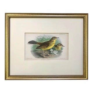Antique Color Lithograph of Song Birds Ornithological Print From Ibis C.1905 For Sale